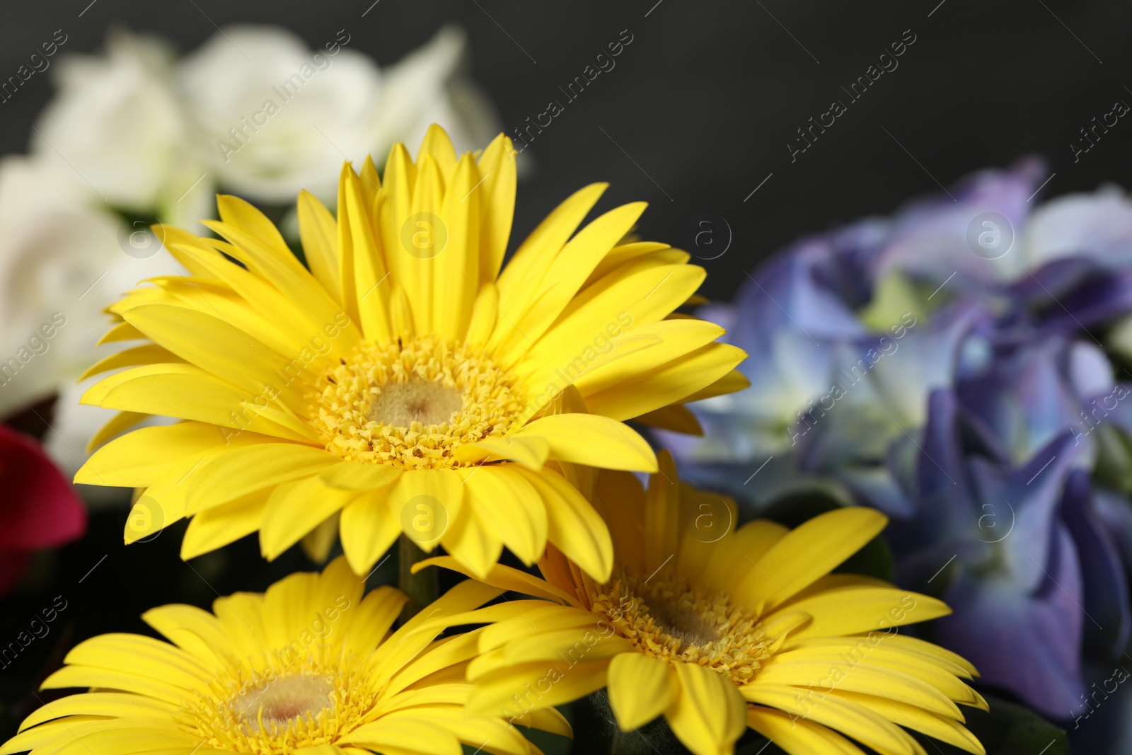 Photo of Beautiful colorful flowers on blurred background, closeup. Space for text