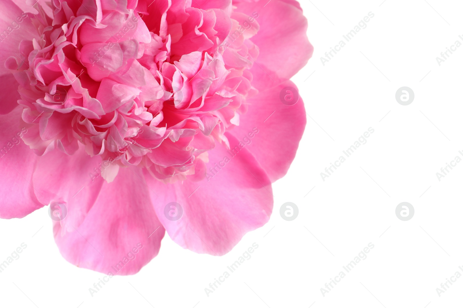 Photo of Beautiful fresh peony flower on white background, top view