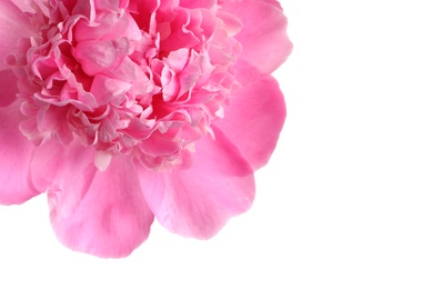 Beautiful fresh peony flower on white background, top view