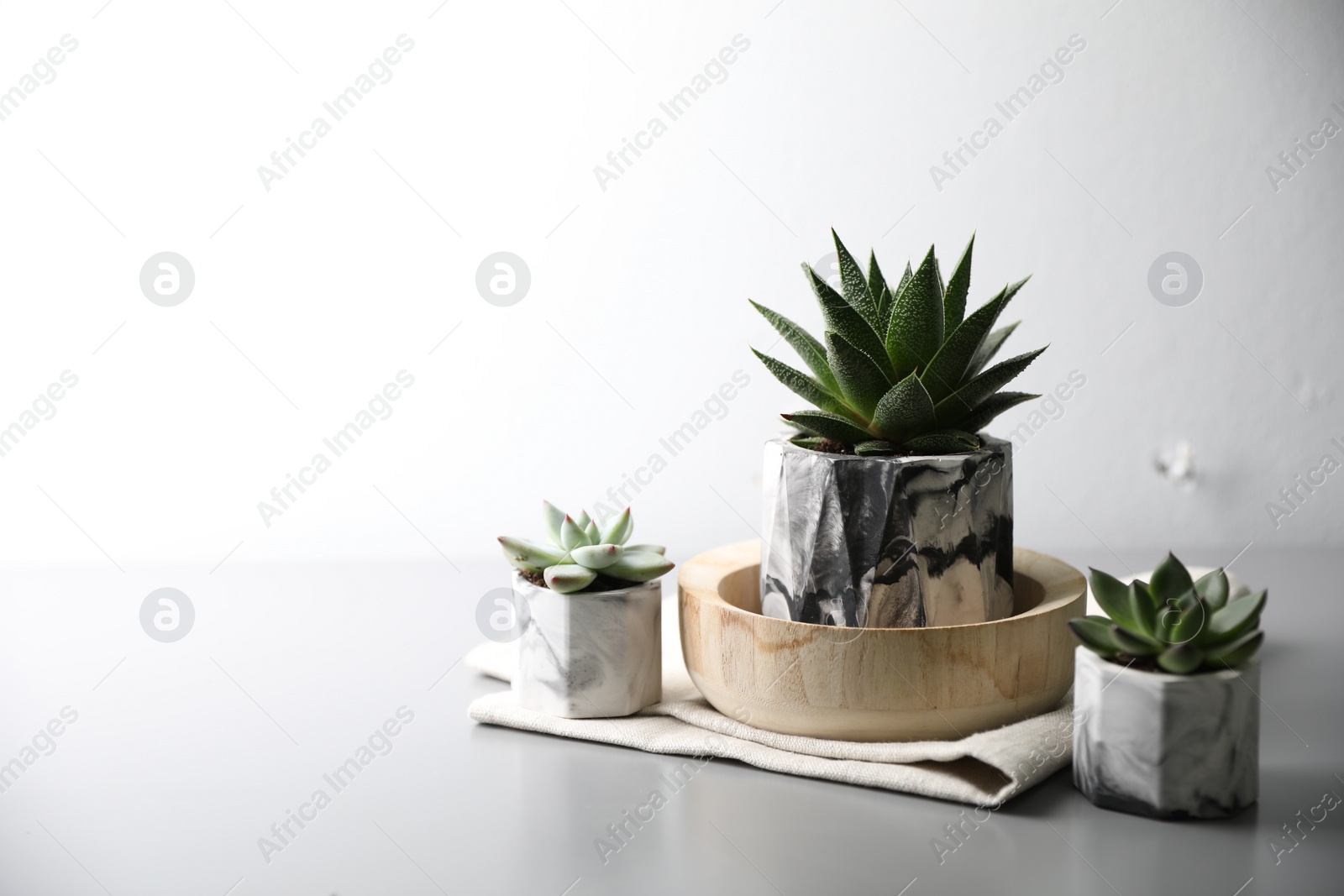 Photo of Beautiful potted succulents on light grey table. Space for text