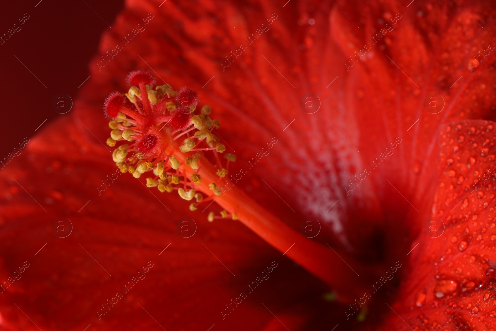 Photo of Beautiful hibiscus flower with water drops on red background, macro view