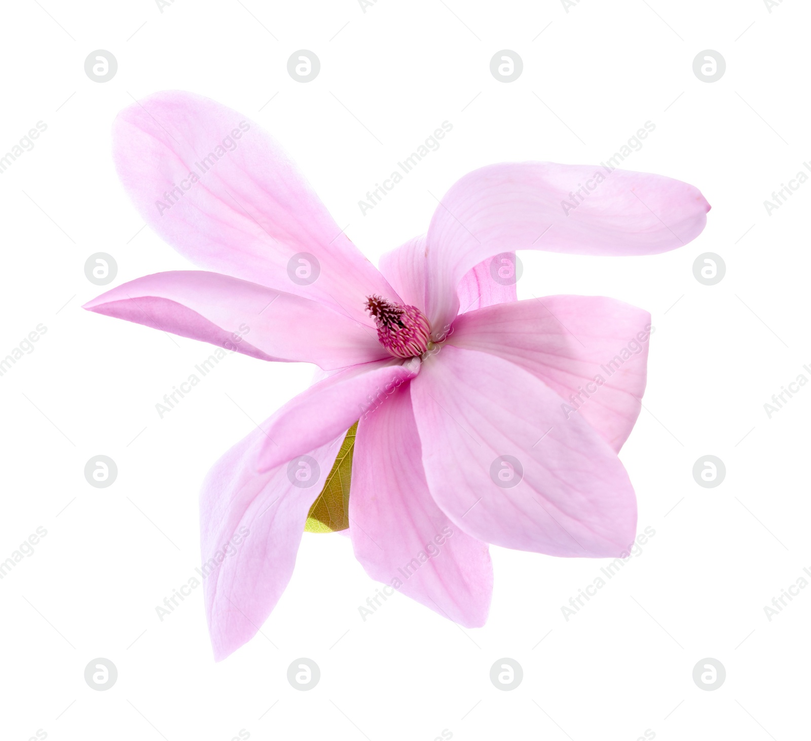 Photo of Beautiful pink magnolia flower isolated on white