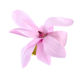 Photo of Beautiful pink magnolia flower isolated on white