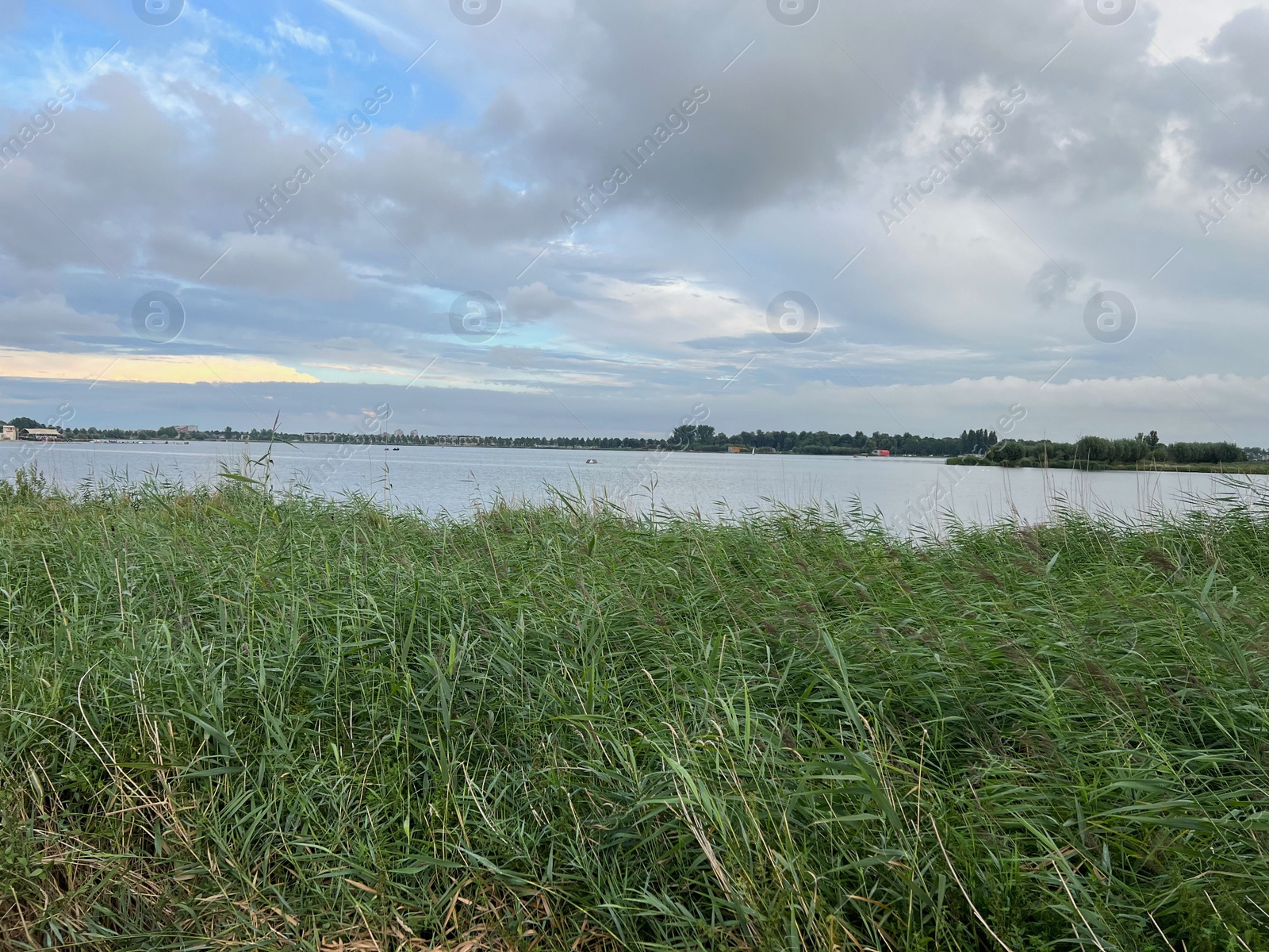 Photo of Picturesque view of river reeds and cloudy sky