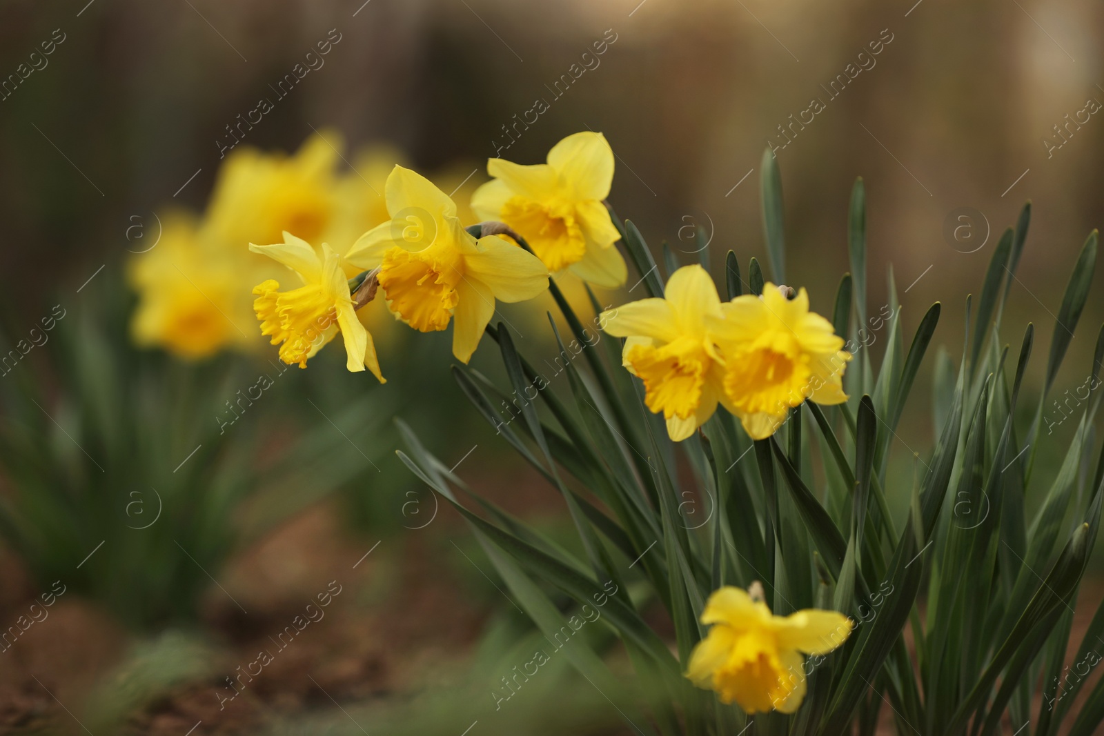 Photo of Beautiful blooming daffodils outdoors on spring day