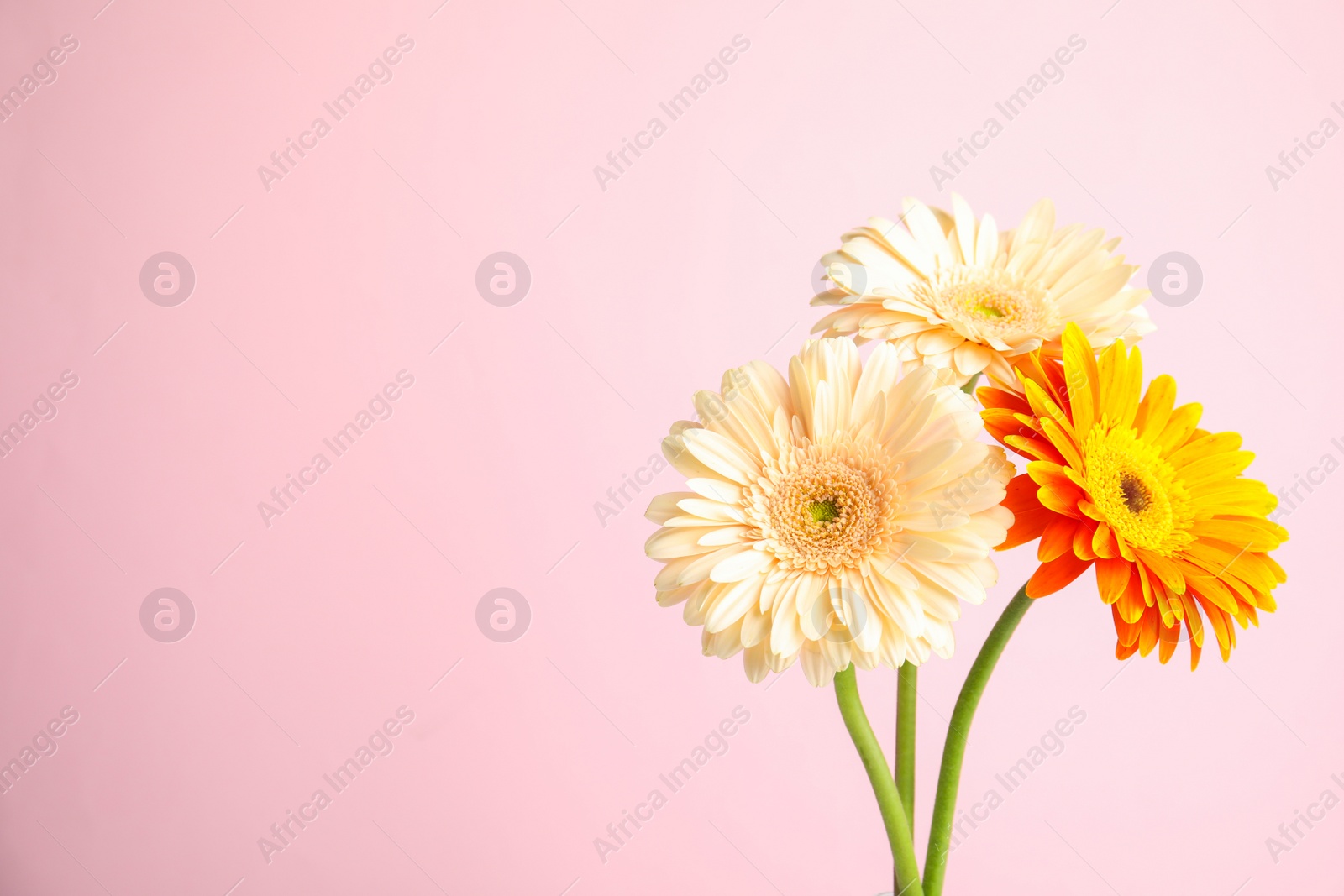 Photo of Bouquet of beautiful bright gerbera flowers on color background. Space for text