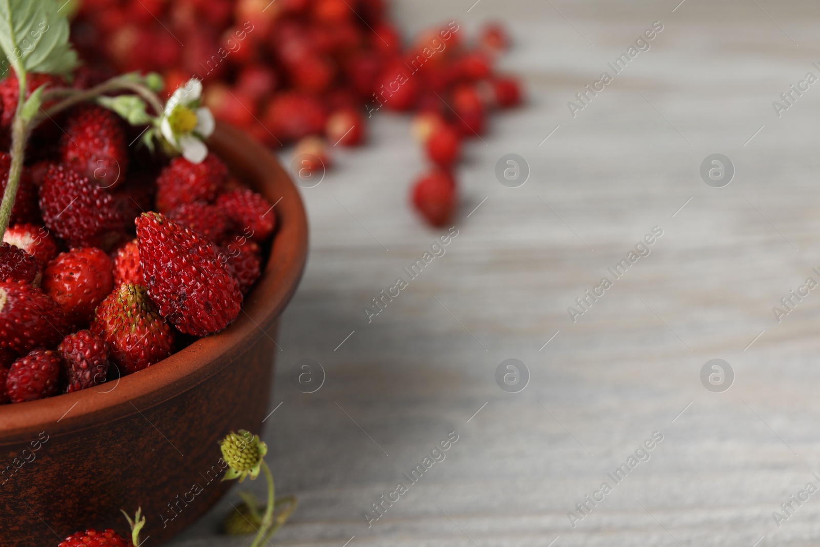 Photo of Fresh wild strawberries, flower and leaves on white wooden table, closeup. Space for text