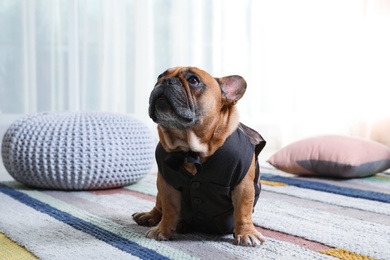 Photo of Funny French bulldog in elegant vest sitting on floor indoors