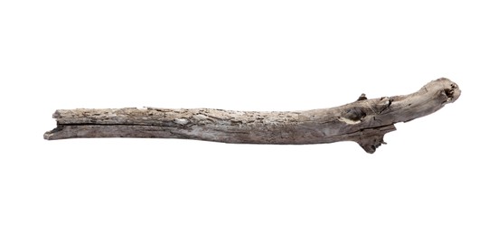 Photo of Old dry tree branch isolated on white