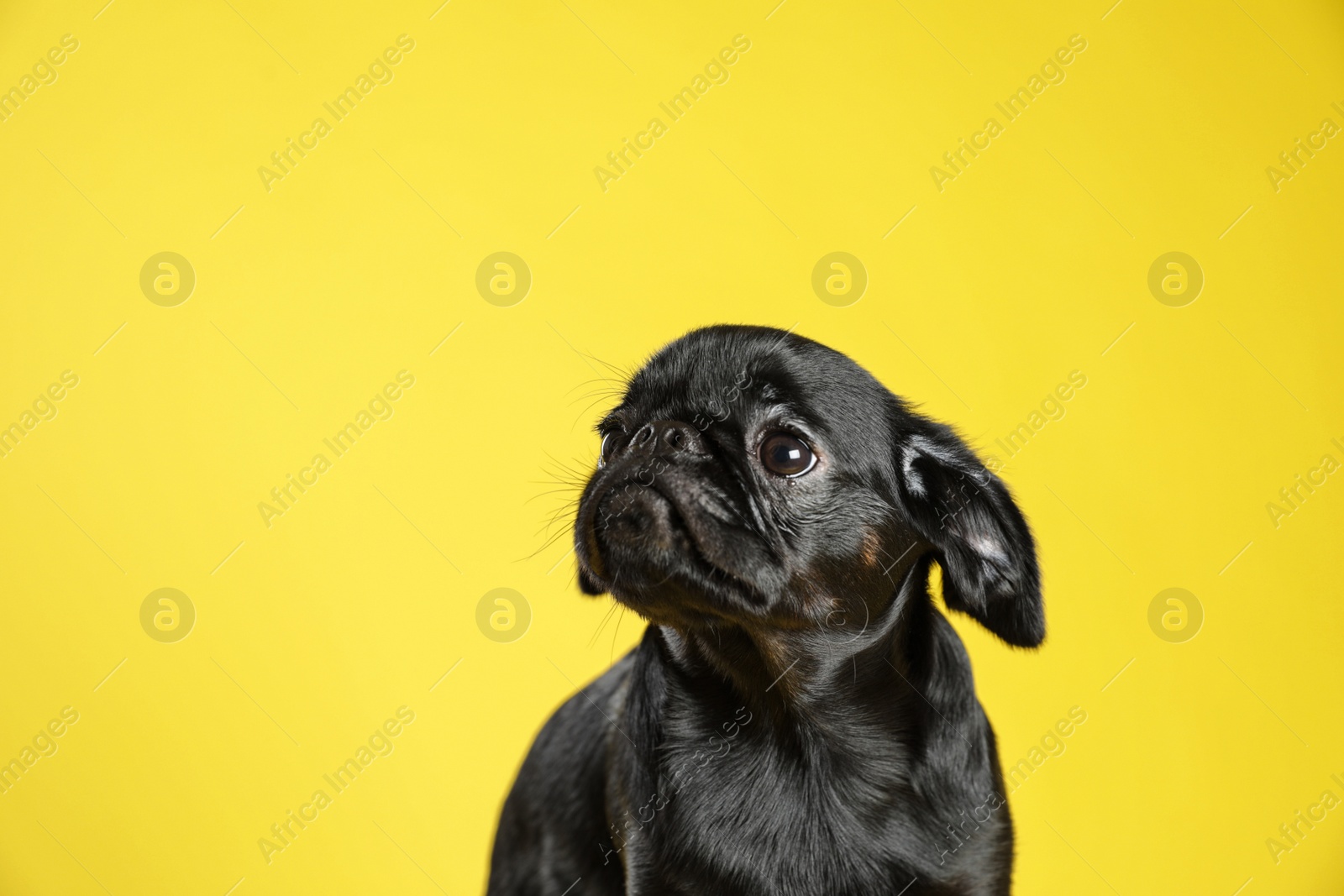 Photo of Adorable black Petit Brabancon dog on yellow background, space for text