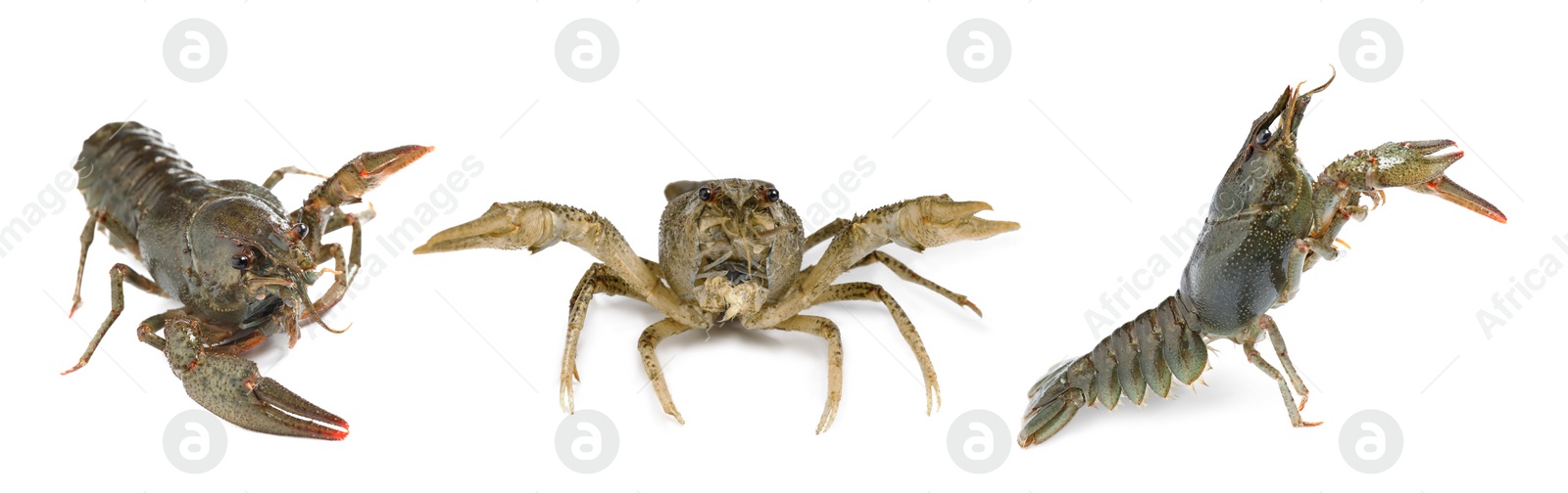 Image of Set of fresh crayfishes on white background. Banner design