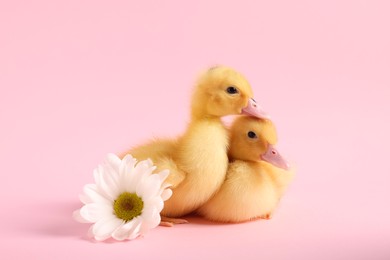 Baby animals. Cute fluffy ducklings sitting near flower on pink background