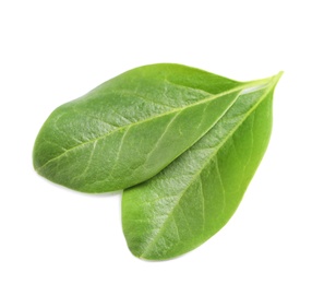 Photo of Beautiful spring green leaves on white background