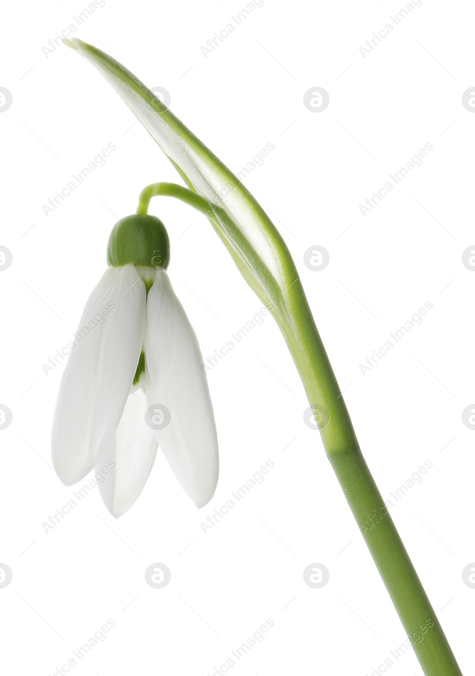 Photo of Beautiful snowdrop isolated on white. Spring flower