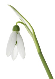 Beautiful snowdrop isolated on white. Spring flower