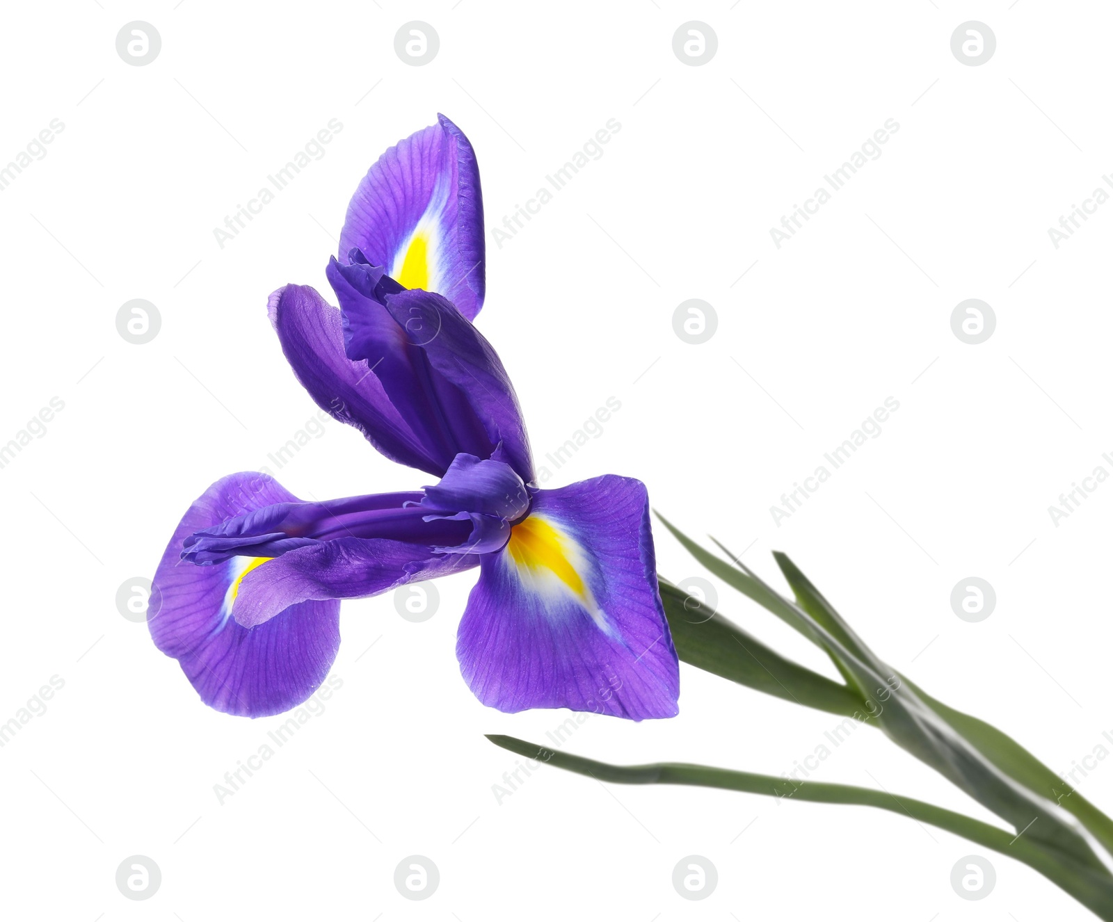 Photo of Beautiful violet iris flower isolated on white