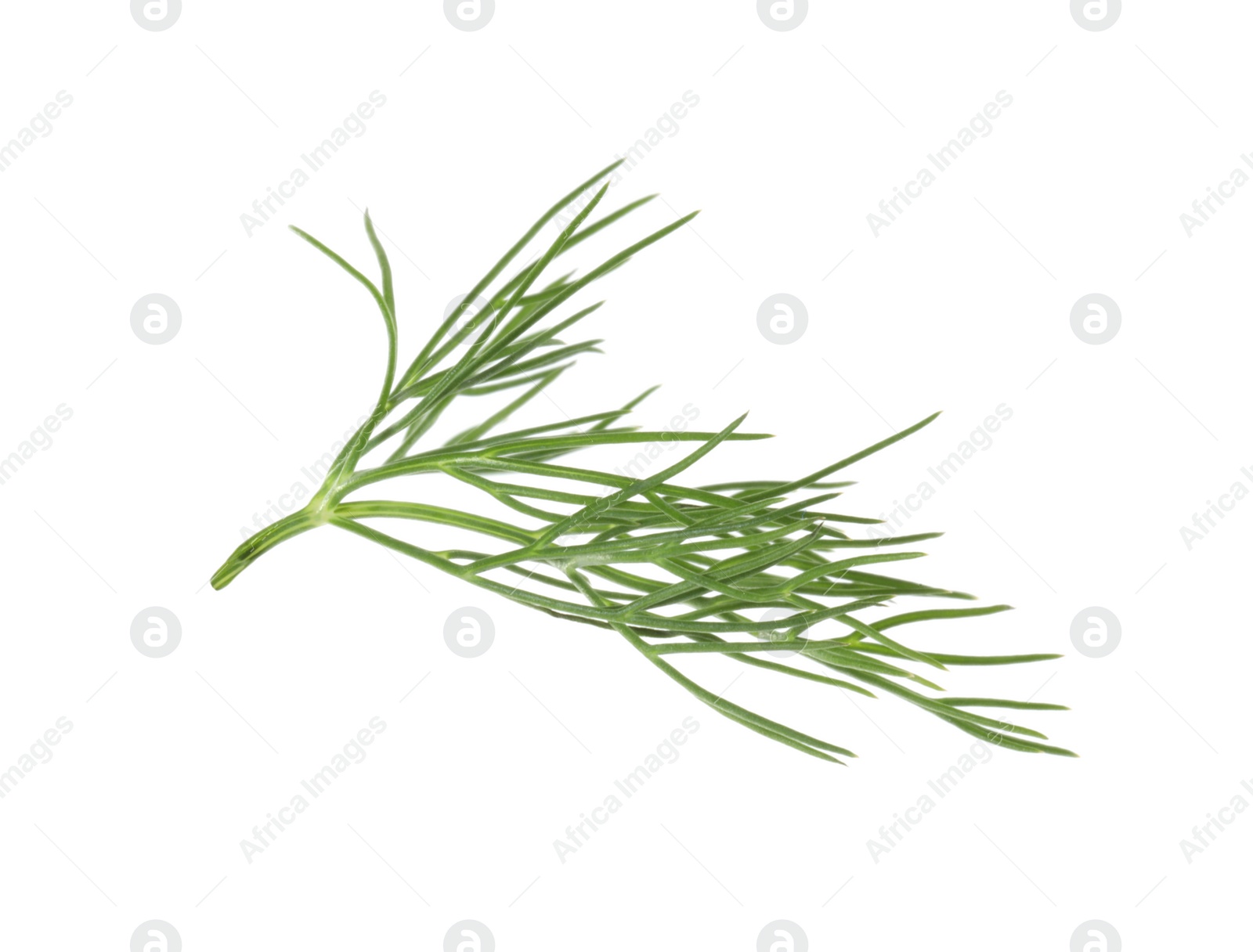 Photo of One sprig of fresh dill isolated on white