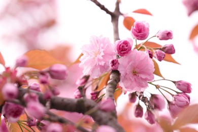 Beautiful blossoming sakura outdoors on spring day, closeup