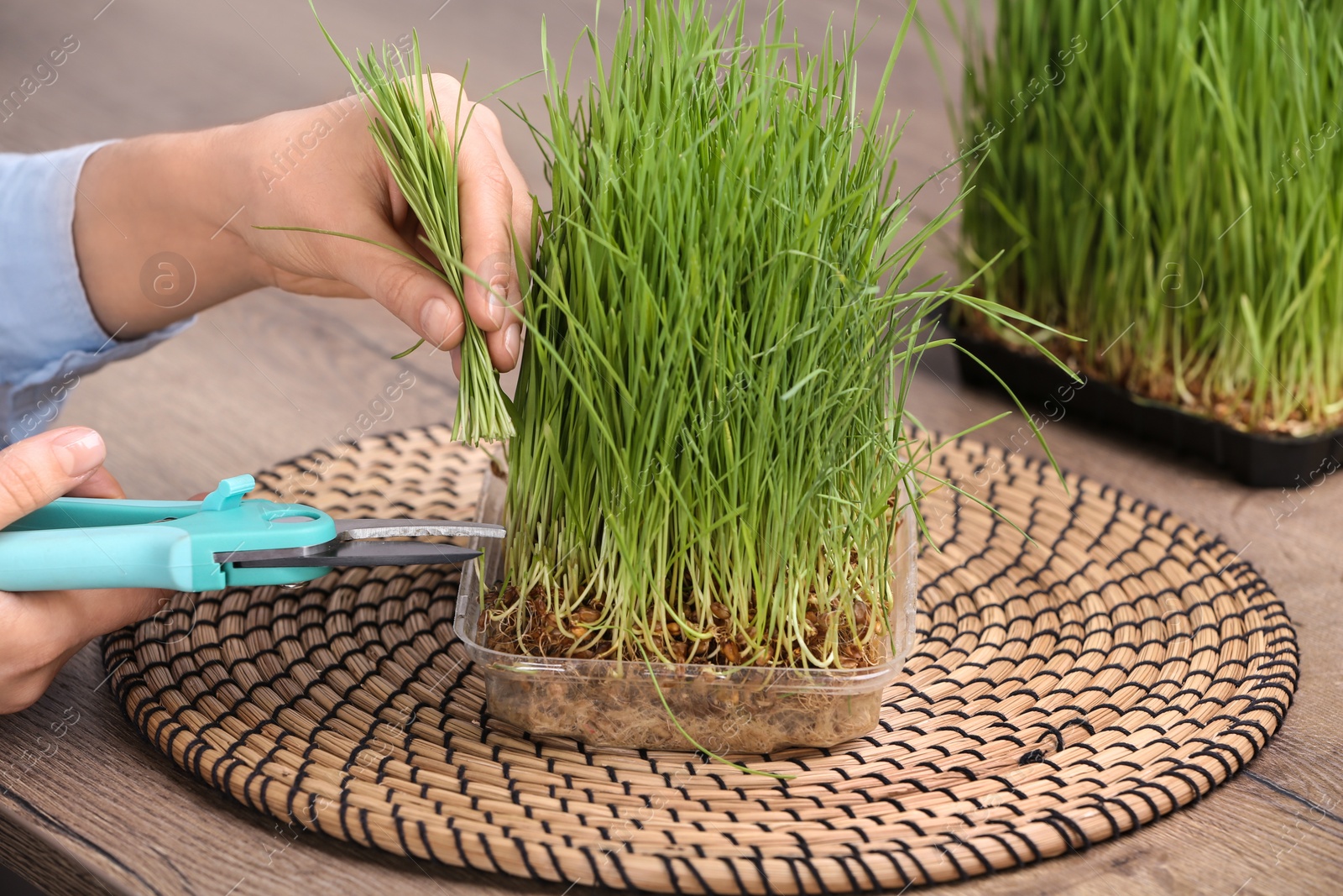 Photo of Woman cutting sprouted wheat grass with pruner at table, closeup