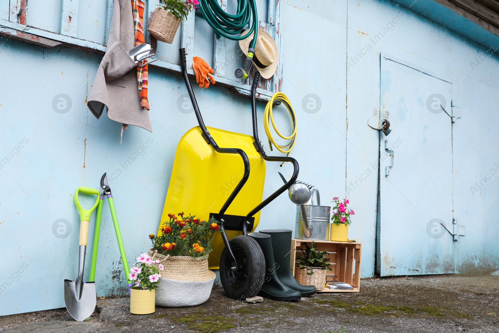 Photo of Beautiful plants, gardening tools and accessories near shed outdoors