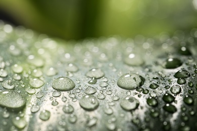 Photo of Closeup view of beautiful green leaf with dew drops