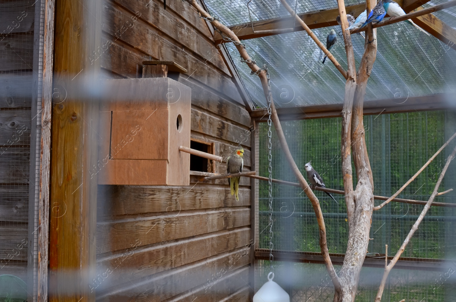 Photo of Different beautiful exotic birds in outdoor aviary