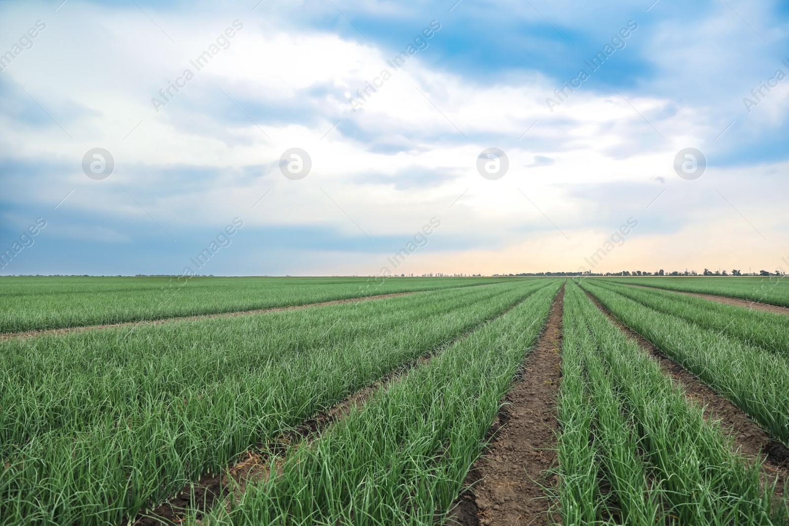 Photo of Rows of green onion in agricultural field