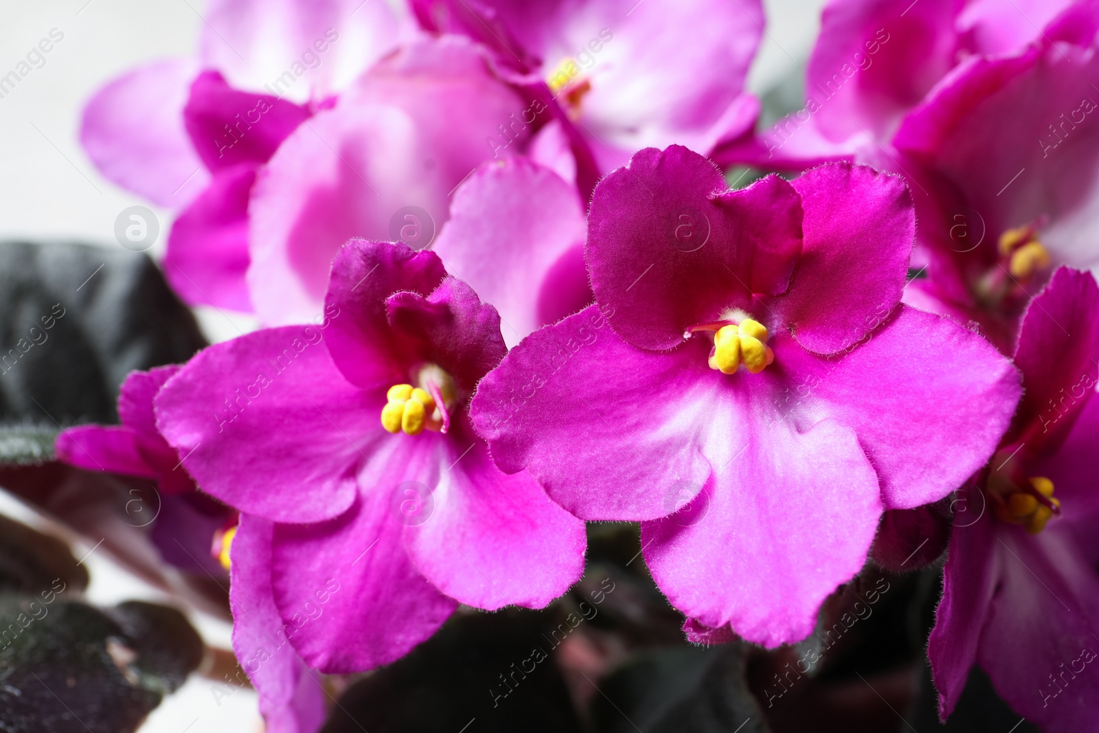 Photo of Beautiful violet flowers, closeup. Plant for house decor