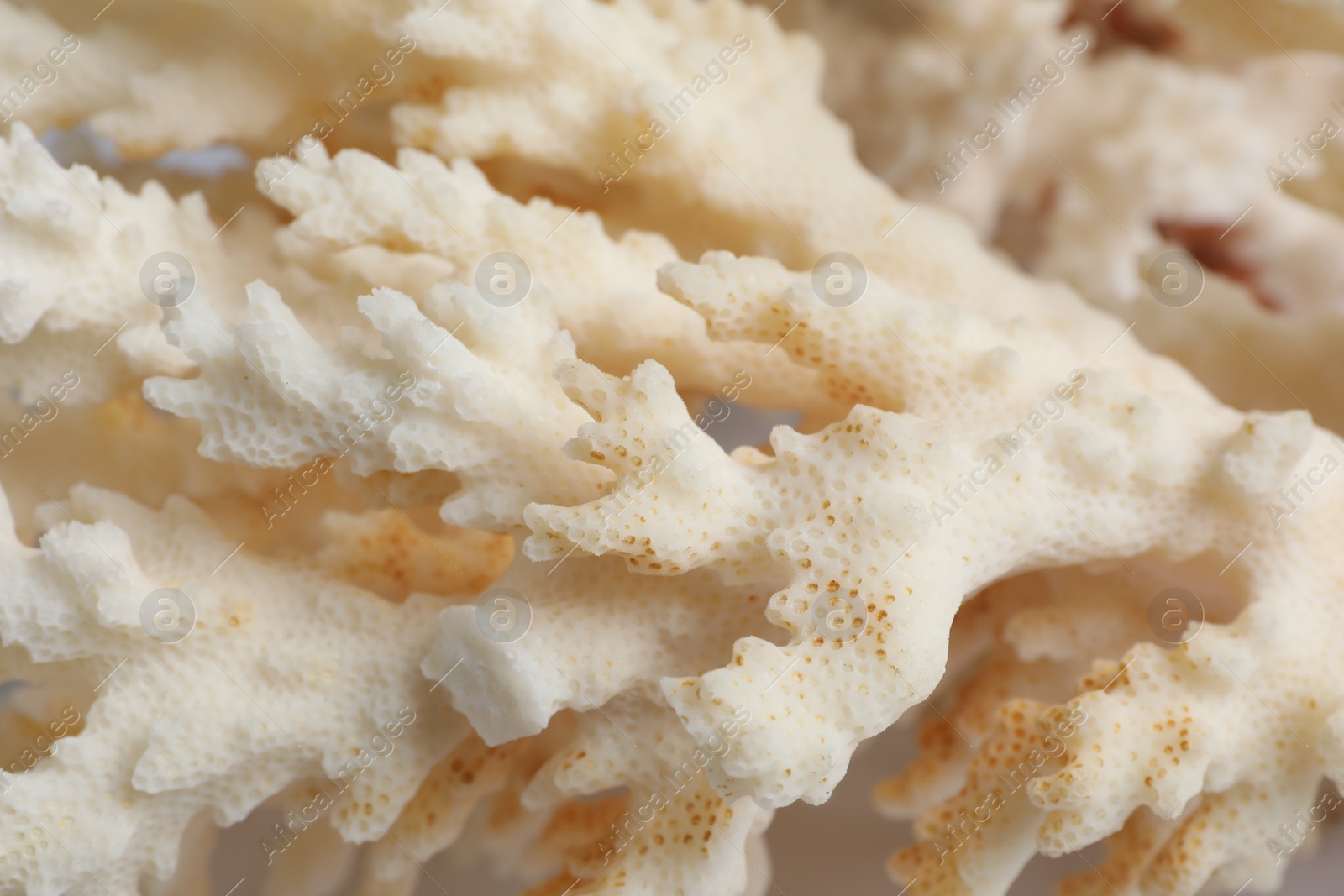 Photo of Beautiful exotic sea coral as background, closeup