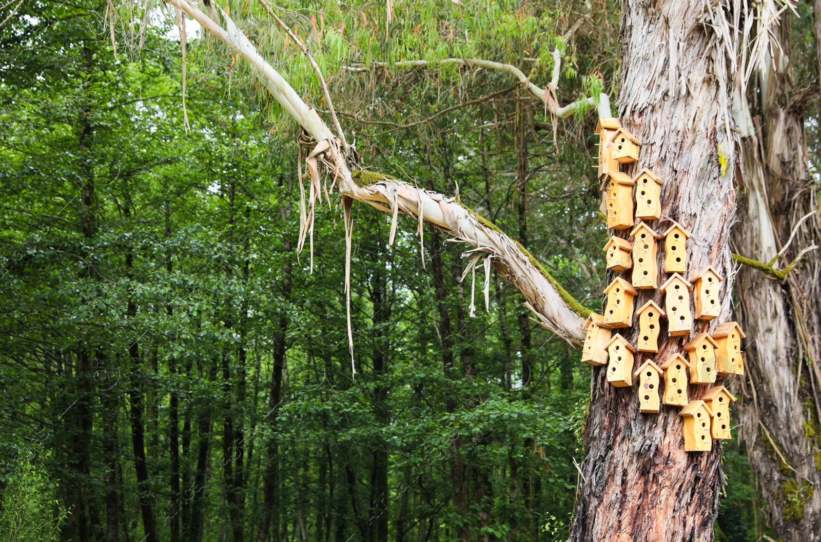 Photo of Big old tree with many bird houses on trunk in park