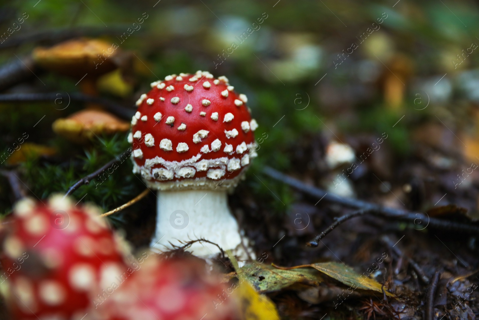 Photo of Fresh wild mushrooms growing in forest, closeup. Space for text