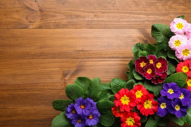Photo of Beautiful primula (primrose) flowers on wooden background, flat lay with space for text. Spring blossom