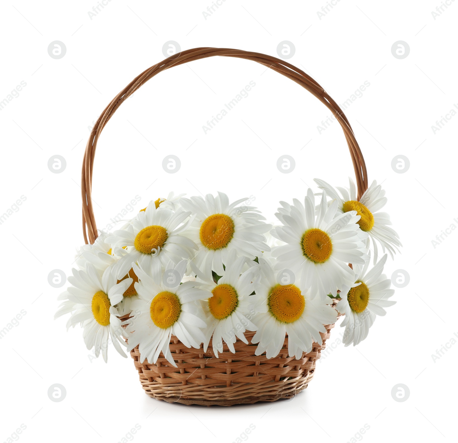 Photo of Wicker basket with beautiful chamomile flowers on white background