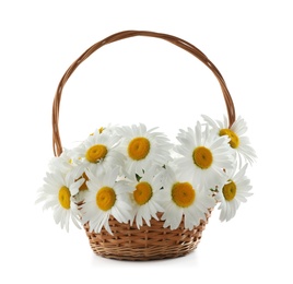 Wicker basket with beautiful chamomile flowers on white background
