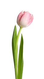 Photo of One beautiful tulip flower isolated on white