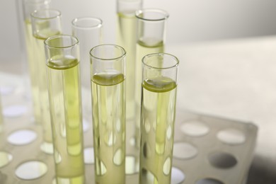 Photo of Test tubes with urine samples for analysis in holder on grey background, closeup
