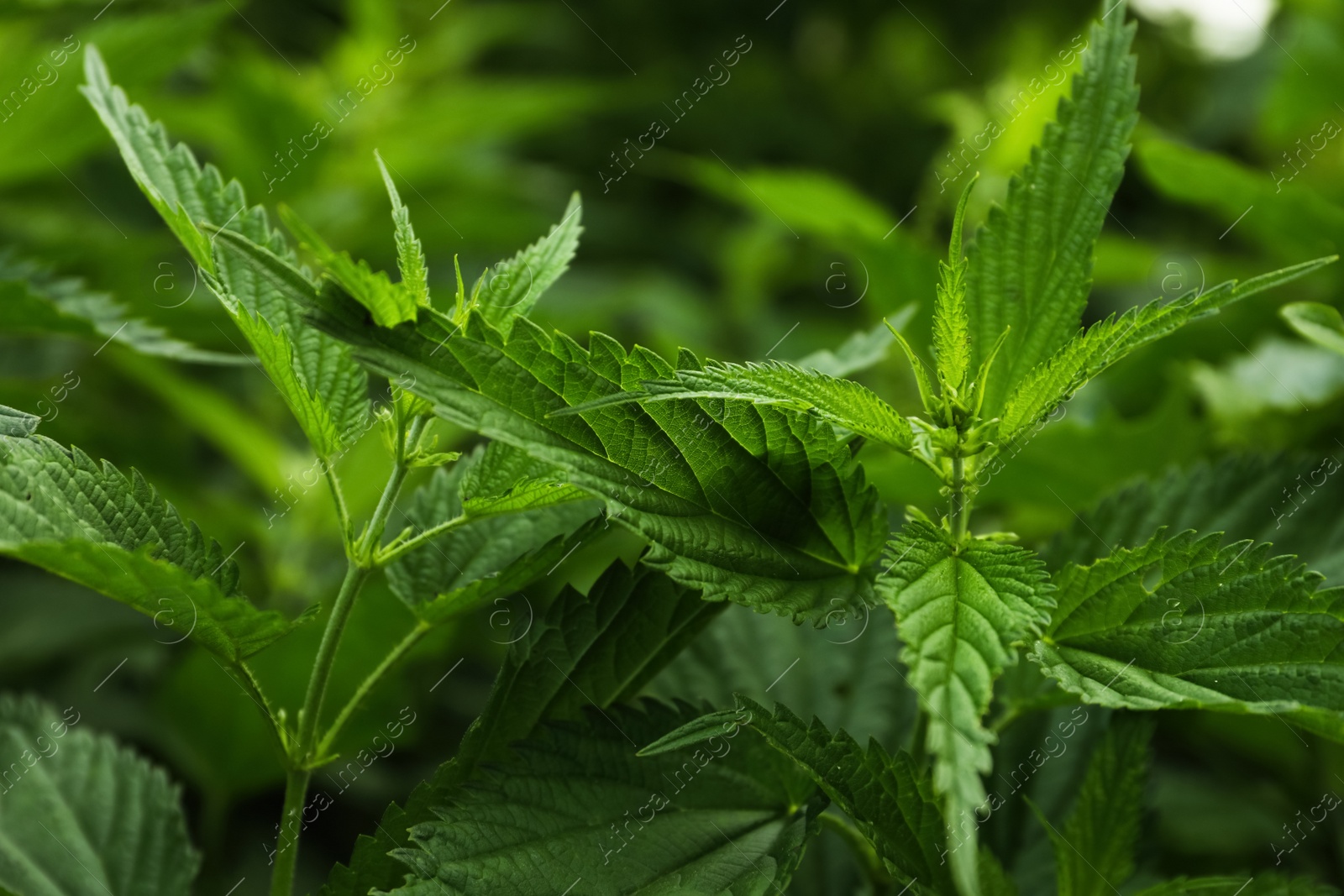 Photo of Beautiful green stinging nettle plants growing outdoors, closeup