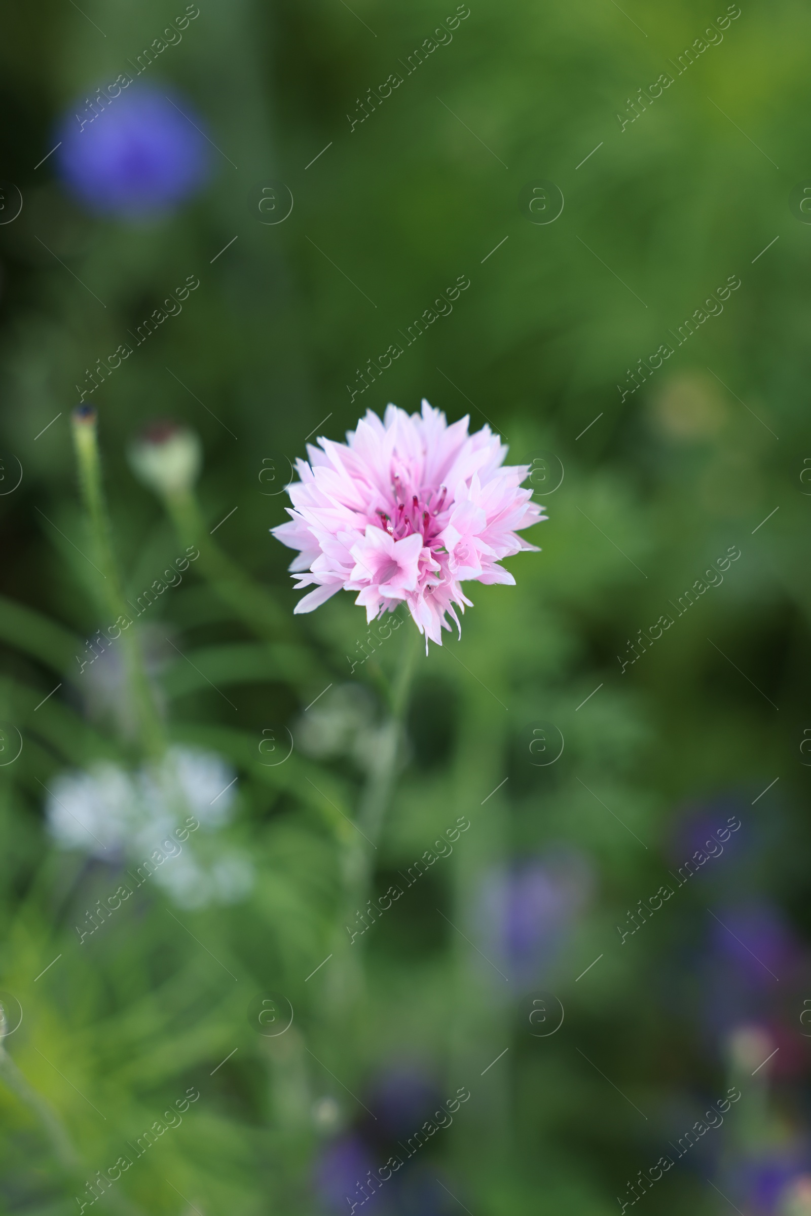 Photo of Beautiful pink flower growing in green field