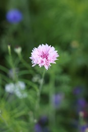 Beautiful pink flower growing in green field