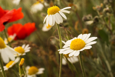 Photo of Beautiful chamomile flowers growing in field, closeup