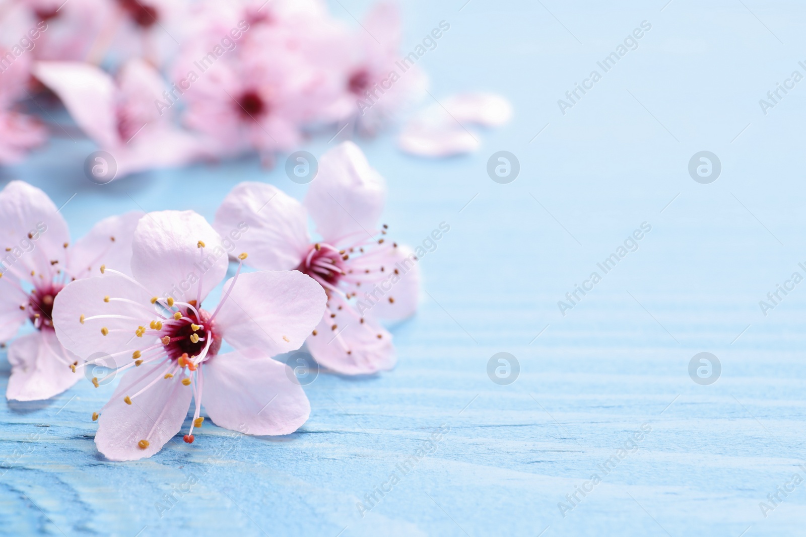 Photo of Beautiful sakura tree blossoms on light blue wooden background, closeup. Space for text