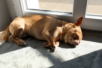 Photo of Cute small chihuahua dog sleeping on window sill indoors