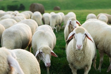 Photo of Cute sheep grazing on green pasture. Farm animals