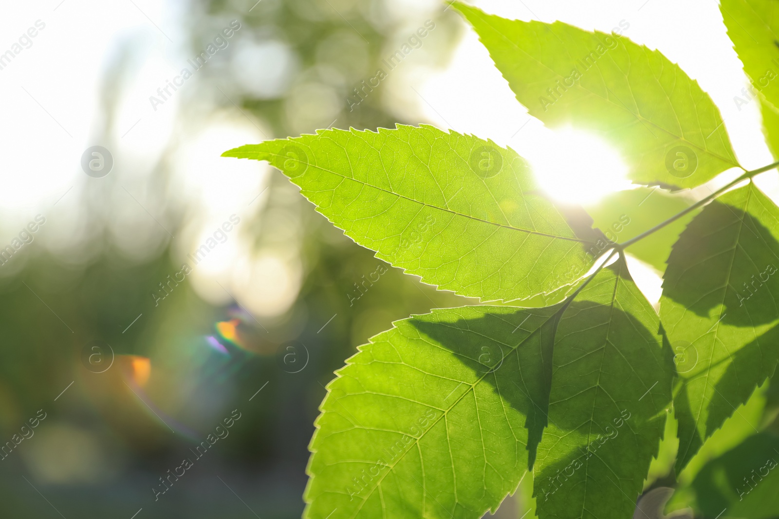 Photo of Closeup view of ash tree with young fresh green leaves outdoors on spring day