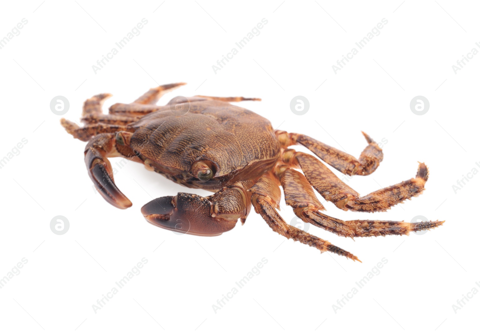 Photo of One fresh raw crab isolated on white