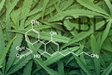 Green leaves of hemp plant and CBD formula, top view