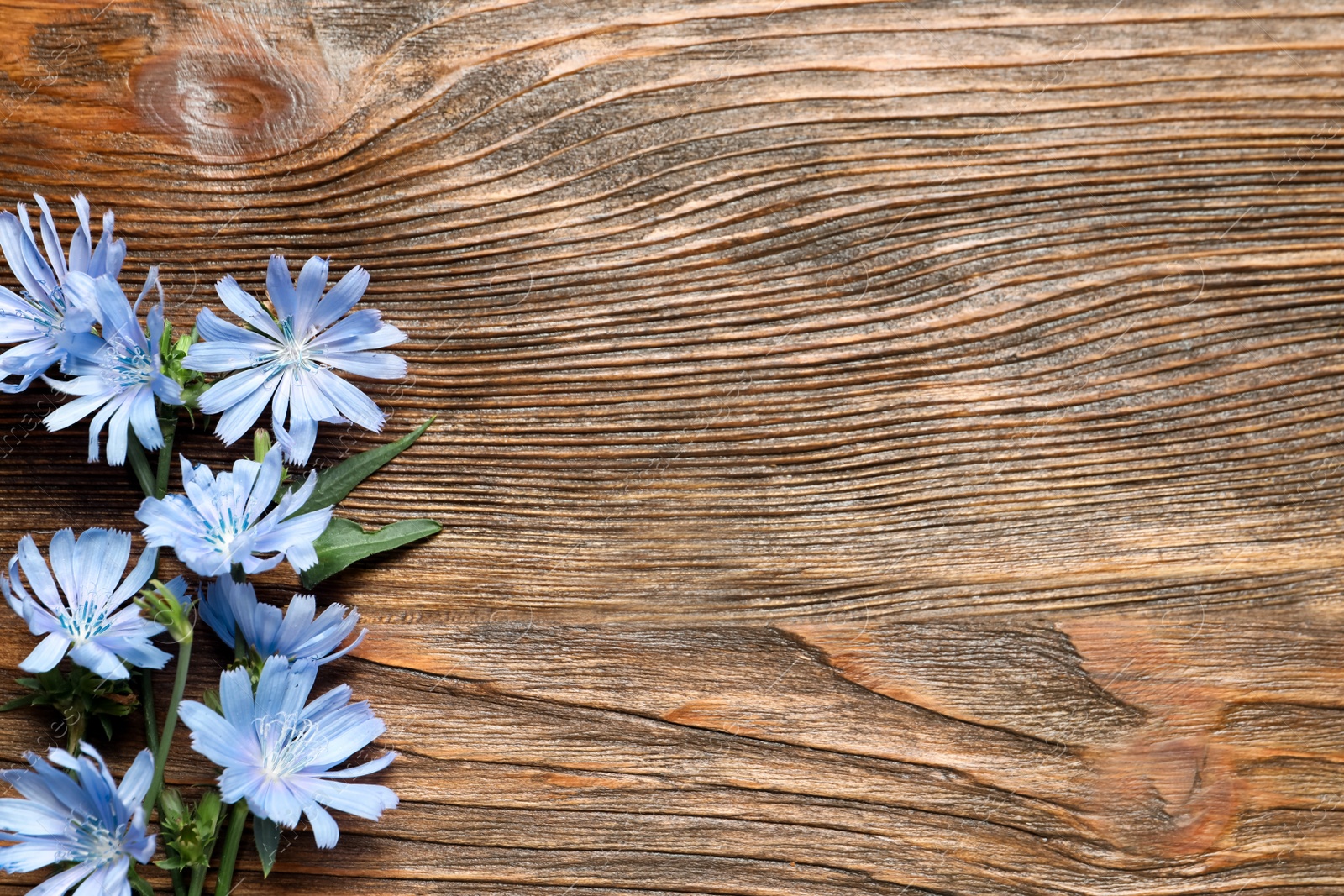 Photo of Beautiful chicory flowers on wooden background, flat lay. Space for text