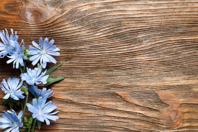 Beautiful chicory flowers on wooden background, flat lay. Space for text