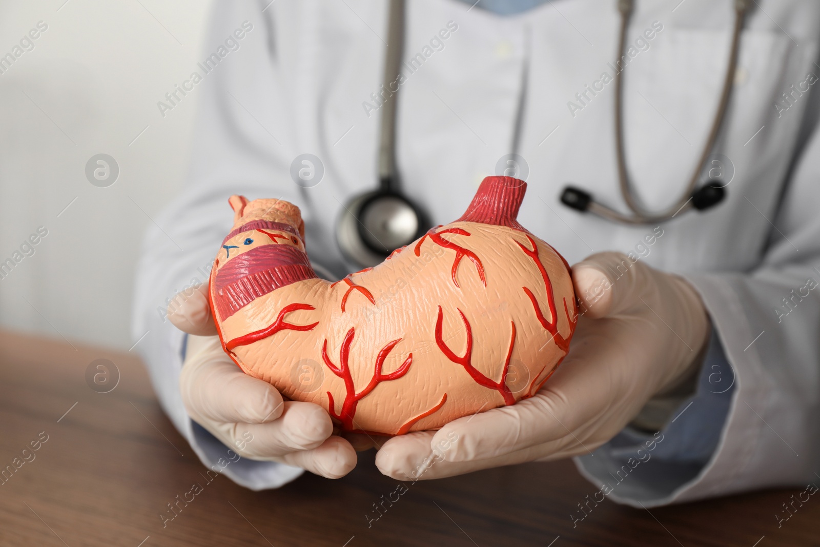 Photo of Gastroenterologist with human stomach model at table in clinic, closeup