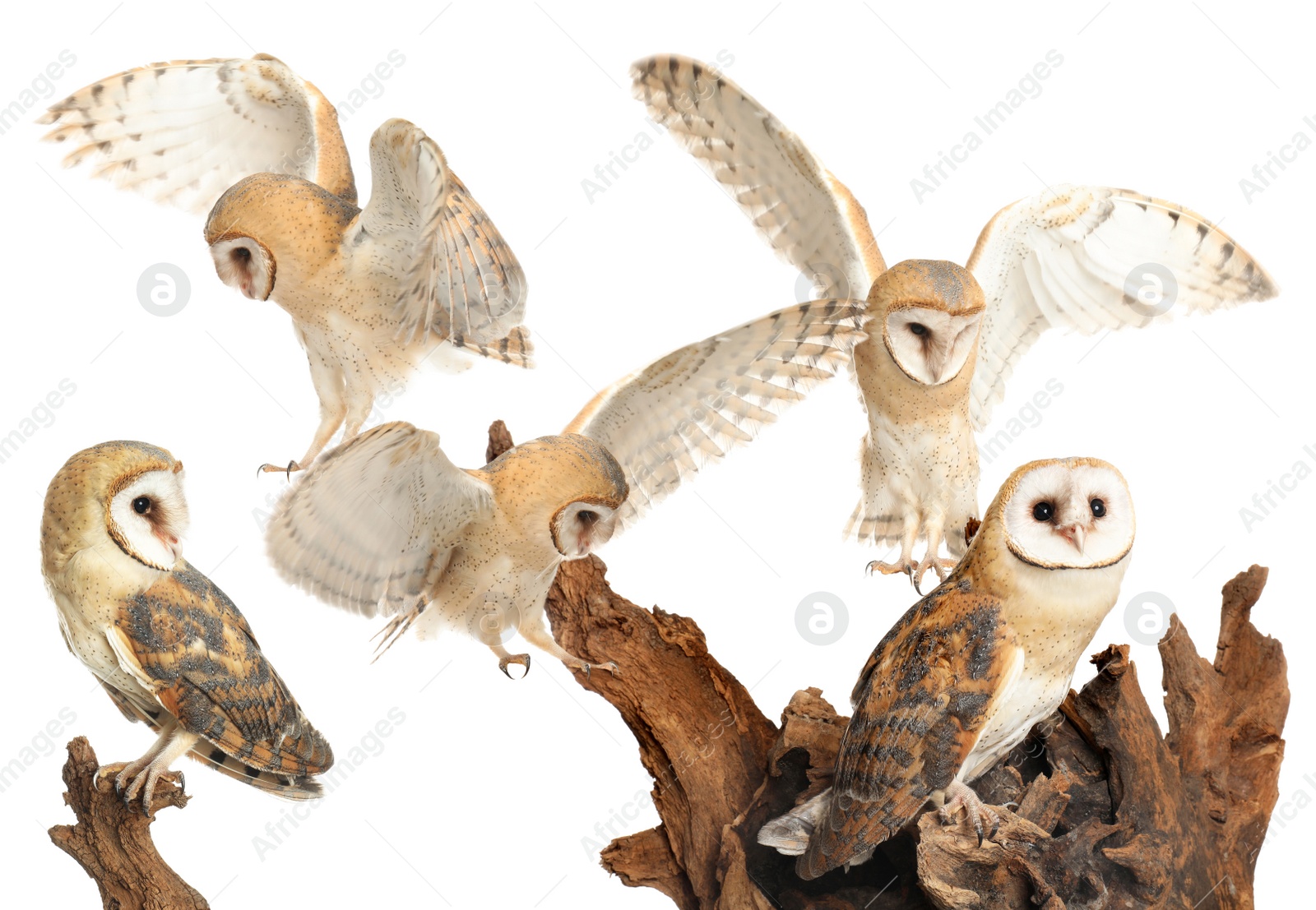 Image of Collage with photos of beautiful barn owl on white background